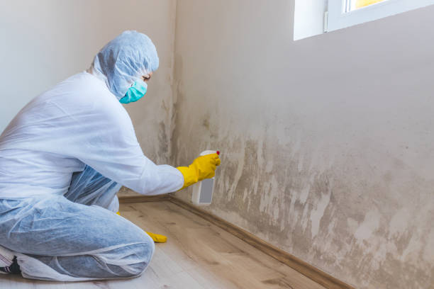 Licensed Mold Testing service in Ivor, VA - WQB Mold Removal