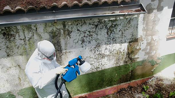 Top rated local Mold Testing specialists in Ivor, VA